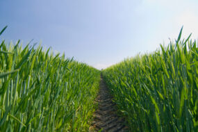 marquage de tassement de sol dans un champ de blé