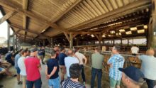 Des personnes en visite dans un élevage de vaches Normandes