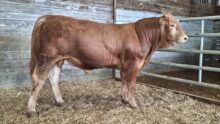 un jeune mâle limousin dans un box