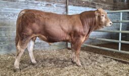 un jeune mâle limousin dans un box