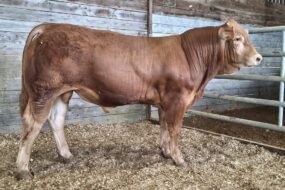 un jeune mâle limousin dans un box