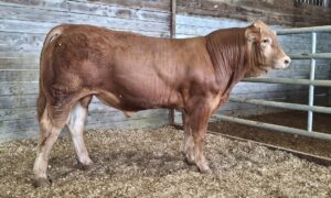 un jeune mâle limousin dans un box