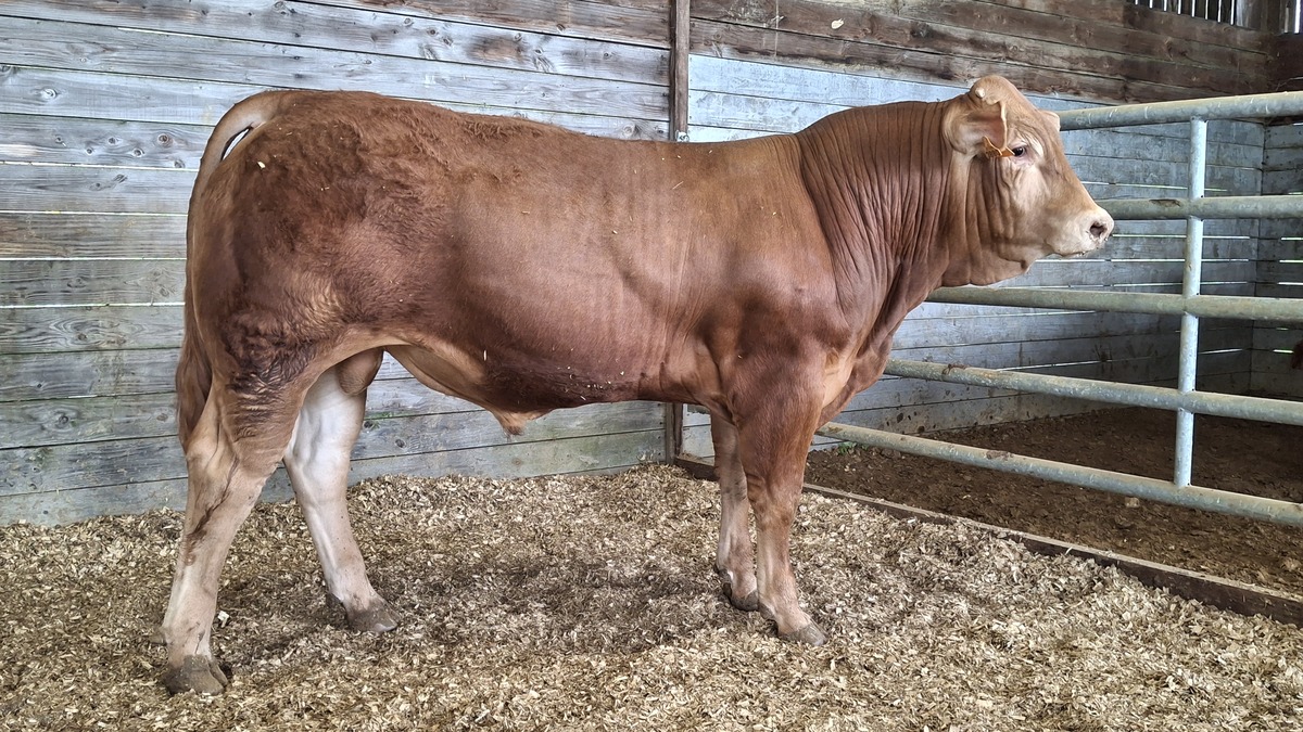 un jeune mâle limousin dans un box - Illustration Belle performance pour la SCEA Chapelain-Avril