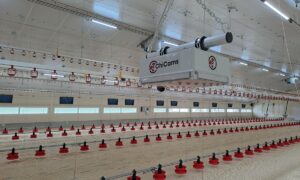 Intérieur d'un poulailler vide avec des caméras suspendues
