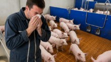 Un homme qui se mouche dans une porcherie au milieu des cochons