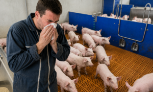Un homme qui se mouche dans une porcherie au milieu des cochons