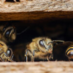 Des abeilles à l'entrée d'une ruche