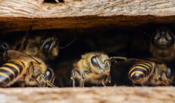 Des abeilles à l'entrée d'une ruche
