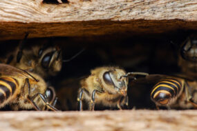 Des abeilles à l'entrée d'une ruche