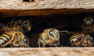 Des abeilles à l'entrée d'une ruche