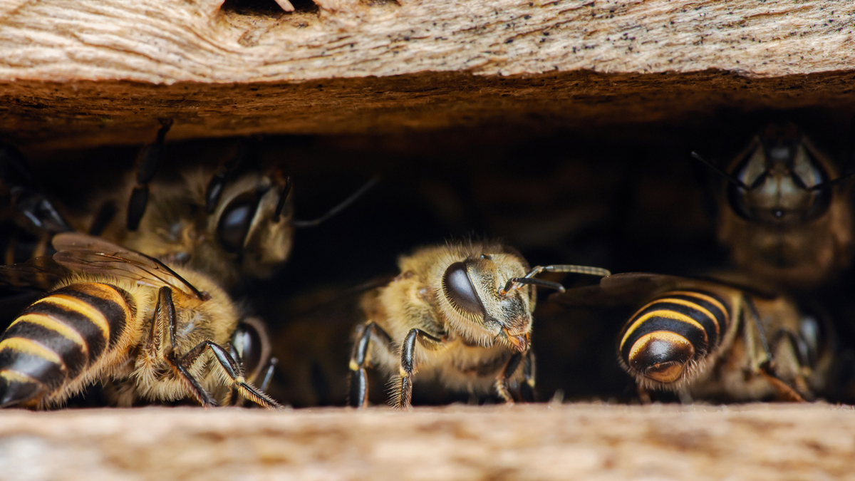 Des abeilles à l'entrée d'une ruche - Illustration Les abeilles aussi ont leurs limites