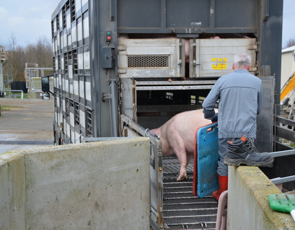 Un camion de transport d'animaux. Un homme est en train de faire embarquer un cochon - Illustration Interdiction du transport entre 13 h et 18 h, lors des alertes orange