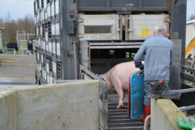 Un camion de transport d'animaux. Un homme est en train de faire embarquer un cochon