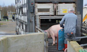 Un camion de transport d'animaux. Un homme est en train de faire embarquer un cochon
