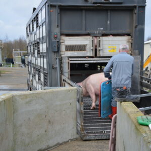 Un camion de transport d'animaux. Un homme est en train de faire embarquer un cochon