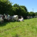 Des vaches sous une haie dans un champ