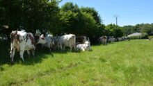 Des vaches sous une haie dans un champ