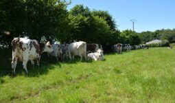 Des vaches sous une haie dans un champ