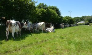 Des vaches sous une haie dans un champ