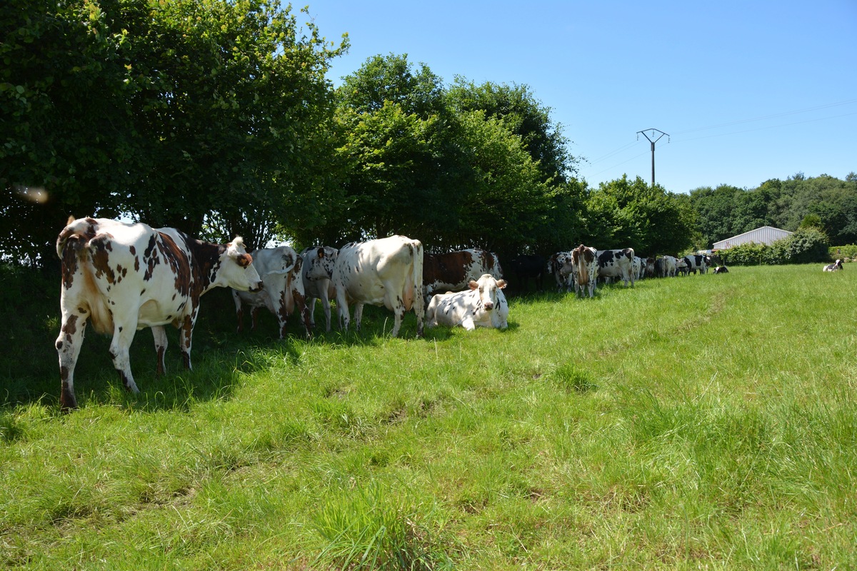 Des vaches sous une haie dans un champ - Illustration « Le bocage breton mérite mieux »