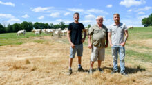 Trois éleveurs dans un champ avec des vaches Charolaises dans le fond