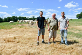 Trois éleveurs dans un champ avec des vaches Charolaises dans le fond