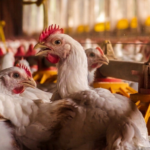 Gros plan sur des poulets dans un bâtiment d'élevage de volailles