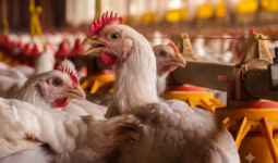 Gros plan sur des poulets dans un bâtiment d'élevage de volailles