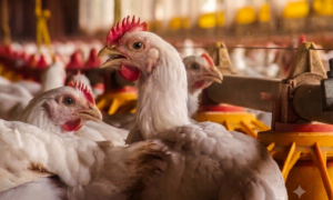 Gros plan sur des poulets dans un bâtiment d'élevage de volailles