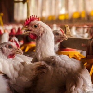 Gros plan sur des poulets dans un bâtiment d'élevage de volailles
