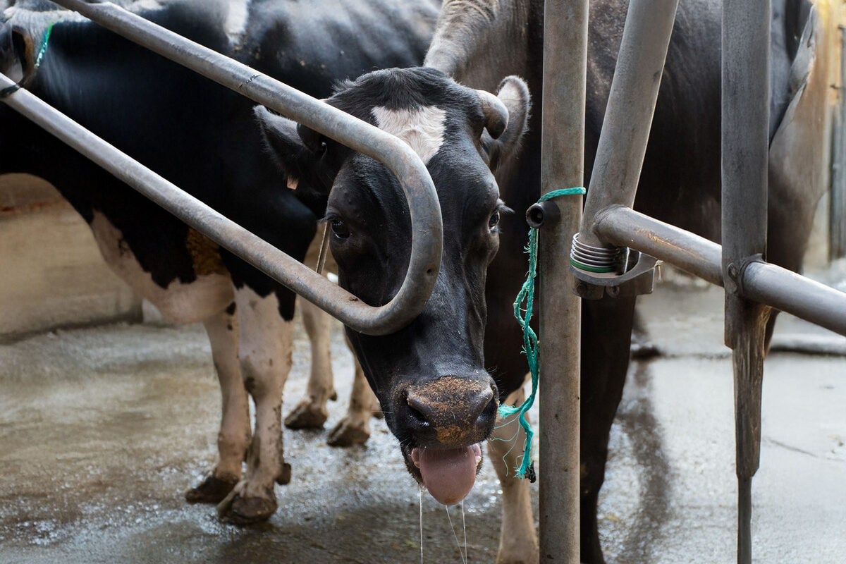 vache laitière en situation de stress thermique - Illustration Bovins lait : L’après-canicule se joue maintenant