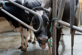 vache laitière en situation de stress thermique
