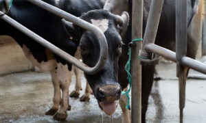 vache laitière en situation de stress thermique
