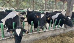 Des vaches dans un bâtiment en train de manger derrière des barrières flexibles