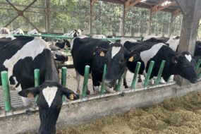 Des vaches dans un bâtiment en train de manger derrière des barrières flexibles