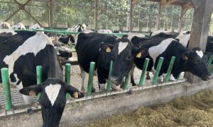 Des vaches dans un bâtiment en train de manger derrière des barrières flexibles