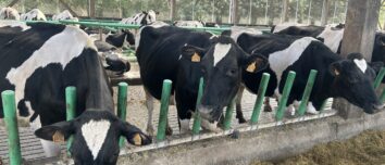 Des vaches dans un bâtiment en train de manger derrière des barrières flexibles
