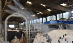 brumisation des vaches