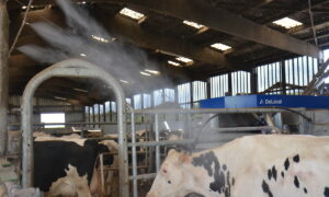 brumisation des vaches