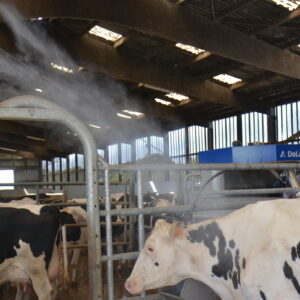 brumisation des vaches