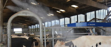 brumisation des vaches