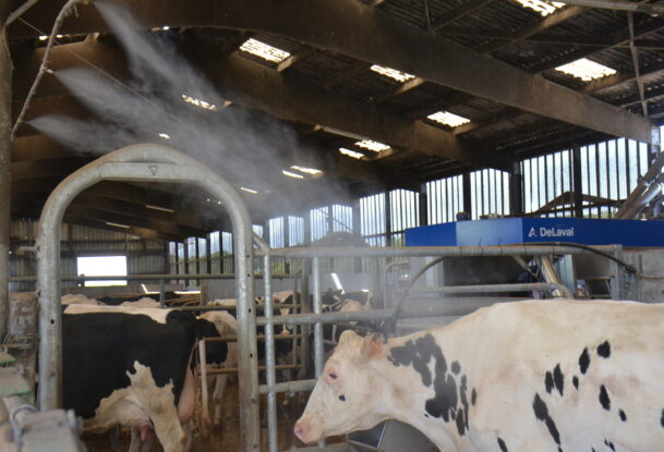 brumisation des vaches