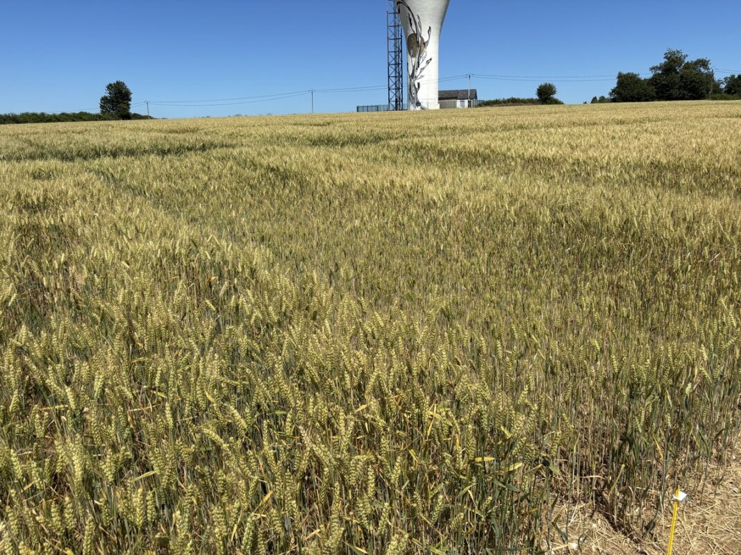 Effet d'une conduite différente sur une même variété