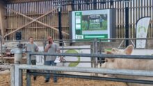 deux éleveurs dans un ring de vente avec un bovin