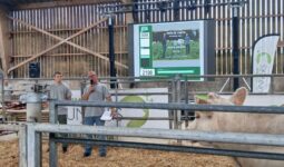 deux éleveurs dans un ring de vente avec un bovin