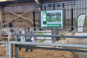deux éleveurs dans un ring de vente avec un bovin