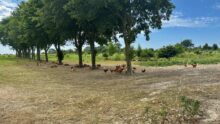 poulets de janzé sur un parcours en extérieur