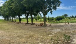 poulets de janzé sur un parcours en extérieur