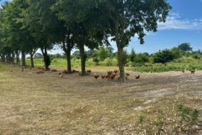 poulets de janzé sur un parcours en extérieur