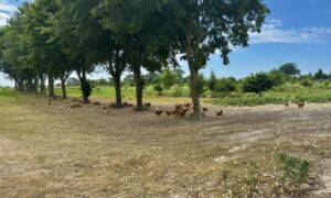 poulets de janzé sur un parcours en extérieur